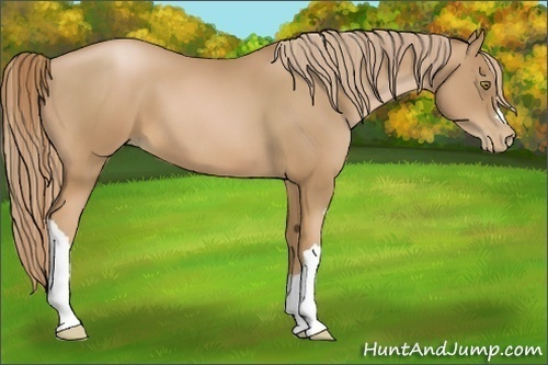 Horse Color:Chestnut Pearl