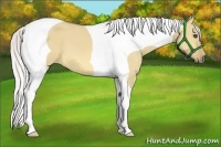 Horse Color:Silver Buckskin Dun Tobiano 