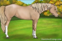 Horse Color:Chestnut Pearl