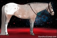 Horse Color:Brown Appaloosa