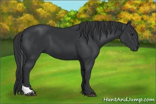 Horse Color:Black Tobiano