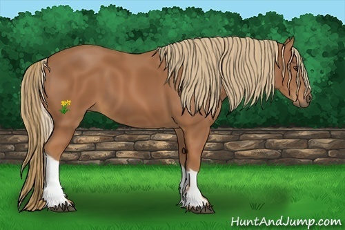 Horse Color:Chestnut Tobiano