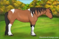 Horse Color:Bay Tobiano 