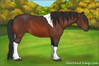 Horse Color:Bay Tobiano 