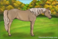 Horse Color:Palomino 
