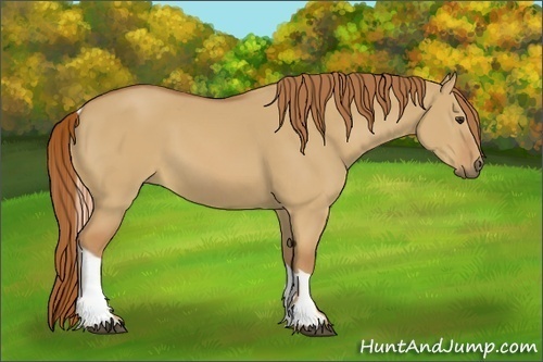 Horse Color:Red Dun Tobiano