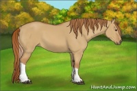 Horse Color:Red Dun Tobiano