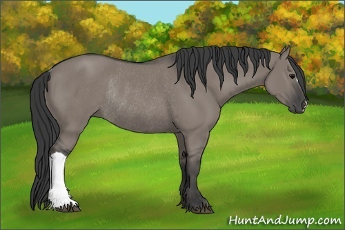 Horse Color:Grullo Rabicano 