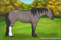 Horse Color:Grullo Rabicano 