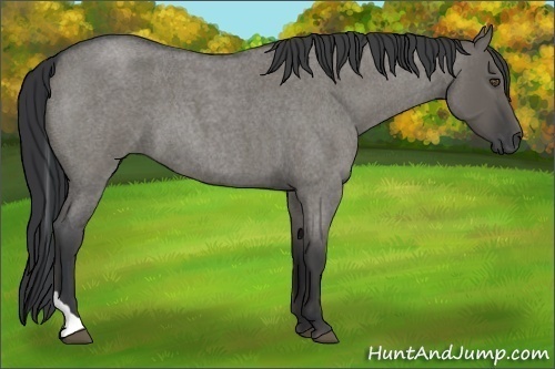 Horse Color:Grullo Roan Tobiano 