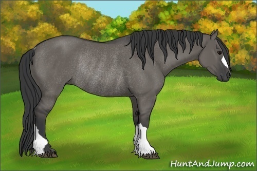 Horse Color:Grullo Rabicano 