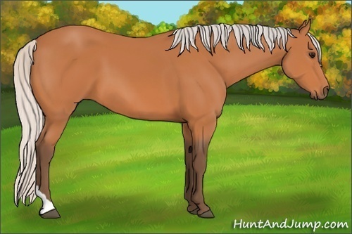 Horse Color:Silver Bay Tobiano