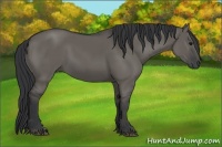 Horse Color:Grullo Rabicano 