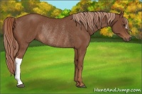 Horse Color:Chestnut Rabicano