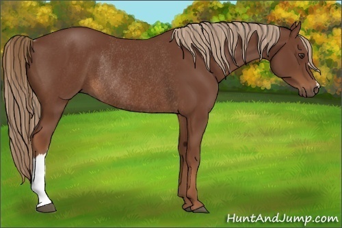 Horse Color:Chestnut Rabicano