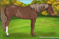 Horse Color:Chestnut Rabicano 
