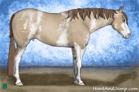 Horse Color:White Spotted Grullo Pearl Sabino