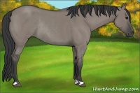 Horse Color:Grullo Roan Rabicano