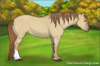 Horse Color:Red Dun Tobiano