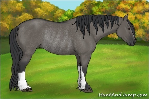Horse Color:Grullo Rabicano 