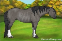 Horse Color:Grullo Rabicano 