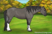 Horse Color:Grullo Tobiano Rabicano