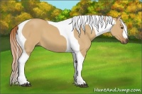 Horse Color:Red Dun Tobiano