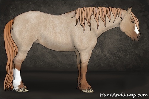 Horse Color:Red Dun Roan