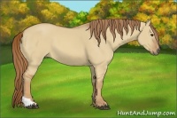 Horse Color:Red Dun Tobiano