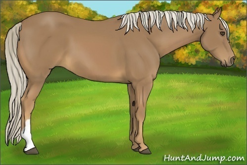 Horse Color:Unknown 