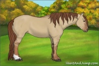 Horse Color:Red Dun Tobiano