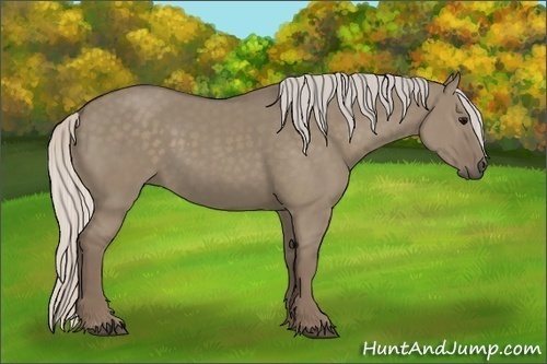 Horse Color:Silver Grullo 