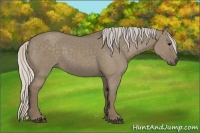 Horse Color:Silver Grullo