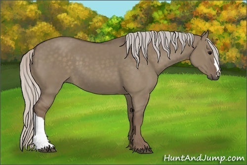 Horse Color:Silver Grullo