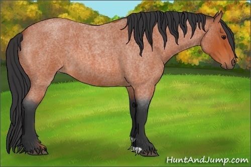 Horse Color:Bay Roan 