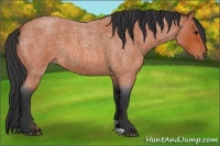 Horse Color:Bay Roan 