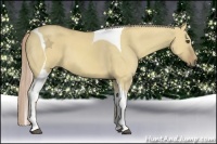 Horse Color:Palomino Dun Tobiano 