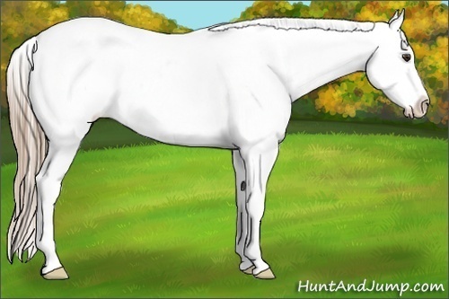 Horse Color:Chestnut Appaloosa 