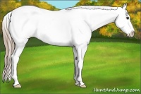 Horse Color:Chestnut Blanket 