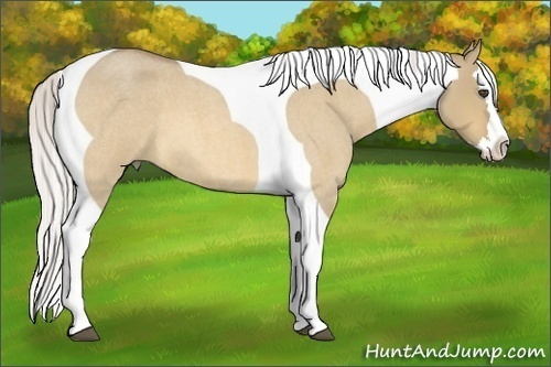 Horse Color:Silver Buckskin Roan Dun Splash Tobiano