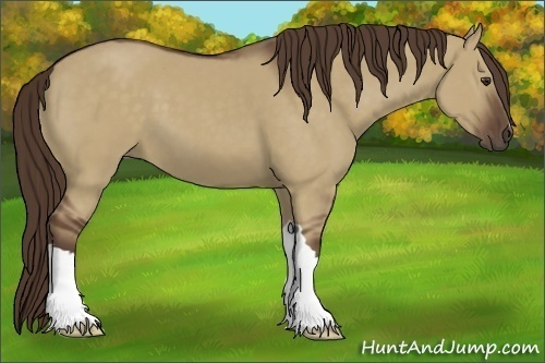 Horse Color:Liver Red Dun 