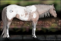 Horse Color:Brown Roan Appaloosa 