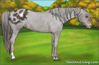 Horse Color:Liver Chestnut Sabino Frame Appaloosa 