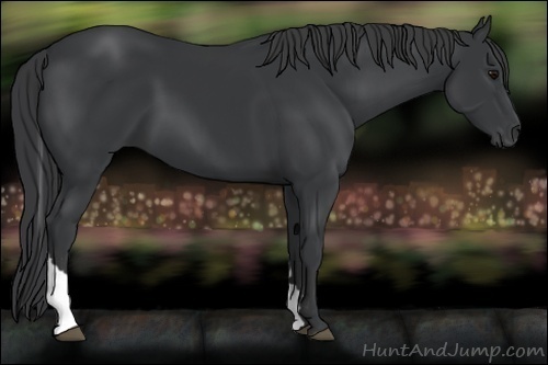Horse Color:Black Tobiano 