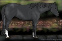 Horse Color:Black Tobiano 