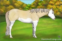 Horse Color:Palomino Dun Splash