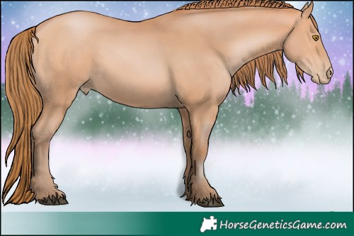 Horse Color:Bay Pearl 