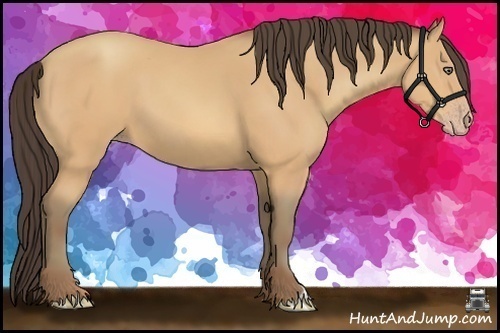 Horse Color:Amber Champagne