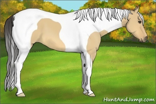 Horse Color:Buckskin Dun Tobiano