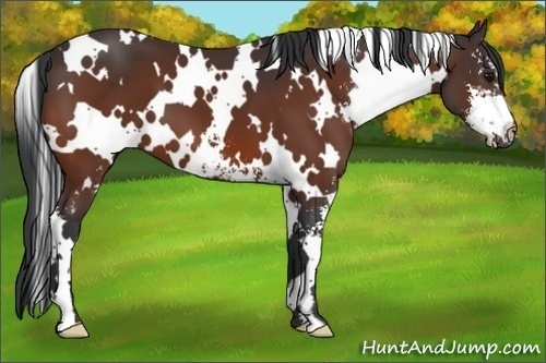 Horse Color:White Spotted Bay Sabino Frame 